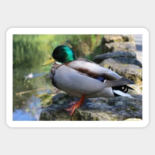 Mallard Duck Sticker